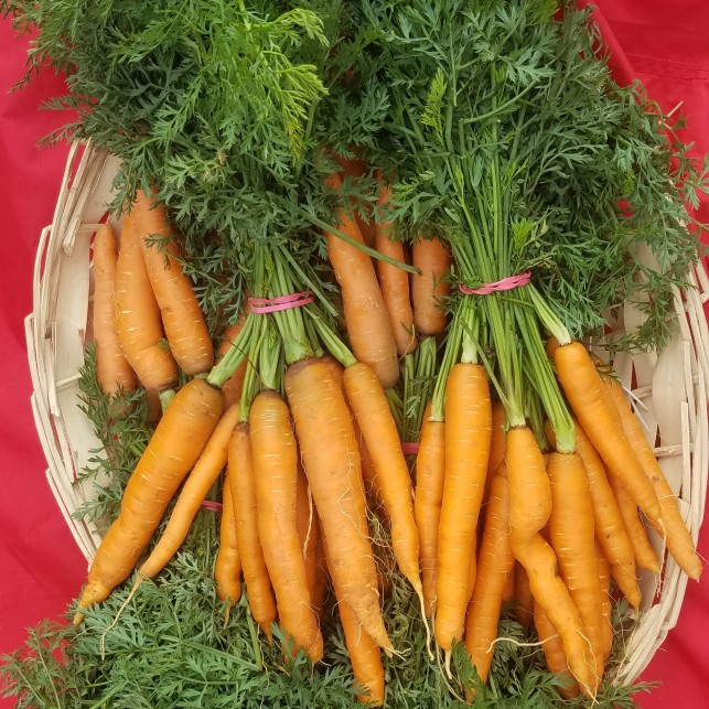 Carottes Botte - 6 à 10 carottes
