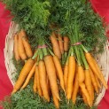 Carottes Botte - 6 à 10 carottes