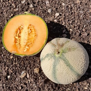 Melon petite taille - Pièce