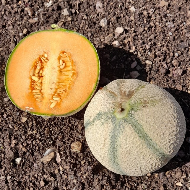Melon petite taille - Pièce