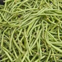 Haricots verts cueillis mains - 250g