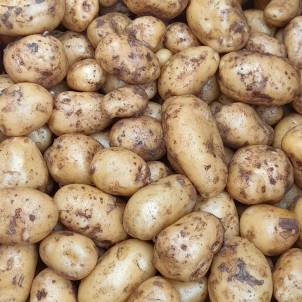 8 pommes de terre Nicola