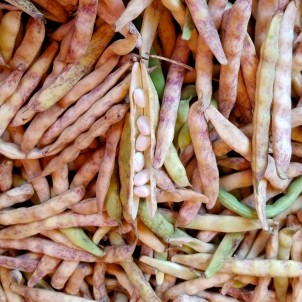 Coco de Paimpol - 500g