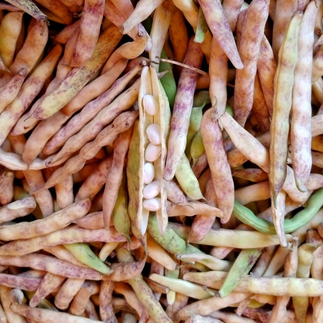 Coco de Paimpol - 500g