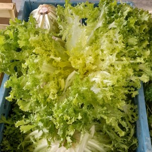 Salade frisée