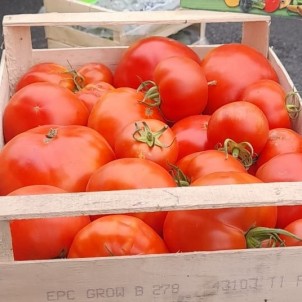 Tomates pour sauce - Caisse...
