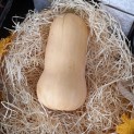 Courge Butternut - Par unité