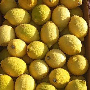 Citron jaune BIO - Par unité