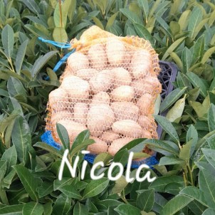 Pomme de terre "Nicola" -...