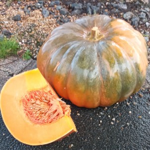 Courge Musquée de Provence...