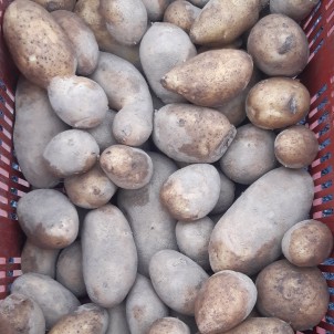 pommes de terre Charlotte