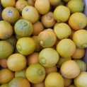 Citron Bergamote - Lot de 5