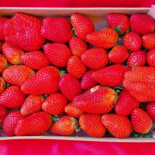 Fraise - plateau 1 Kg