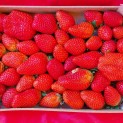 Fraise - plateau 1 Kg