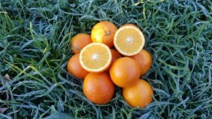 Orange Maltaise - 2 kg