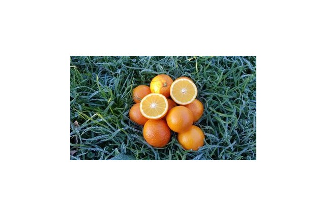 Orange Maltaise - 2 kg