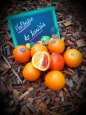 Orange Maltaise - Par unité