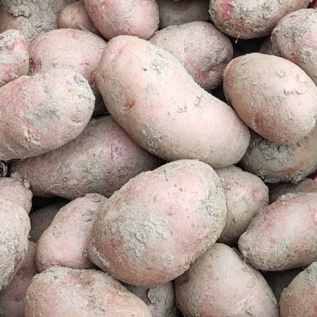 Pomme de terre "Rosabelle" nouvelle - 2 kg