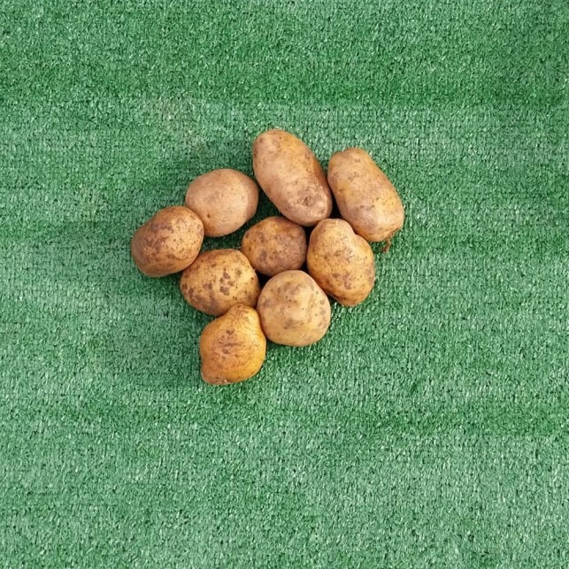 Pomme de terre "Bintje" - 2 kg