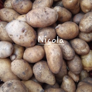 8 pommes de terre Nicola