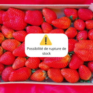 Fraise - plateau 1 Kg