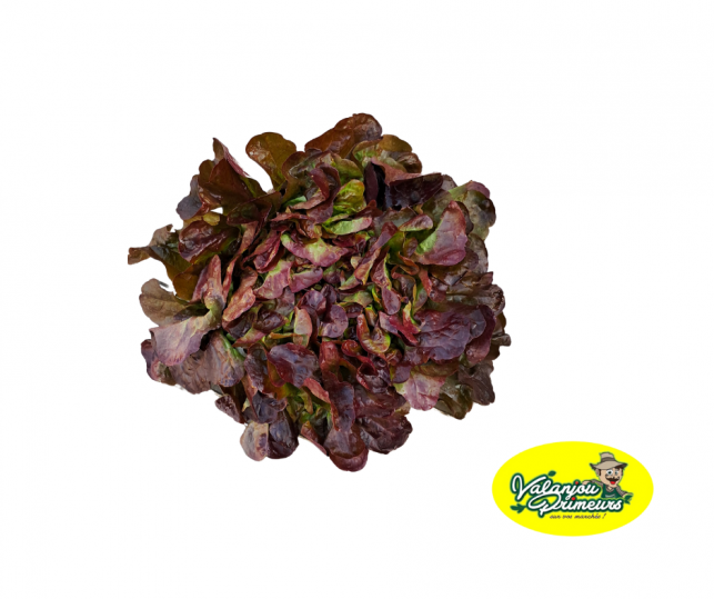 Salade Feuille de chêne rouge - Par unité