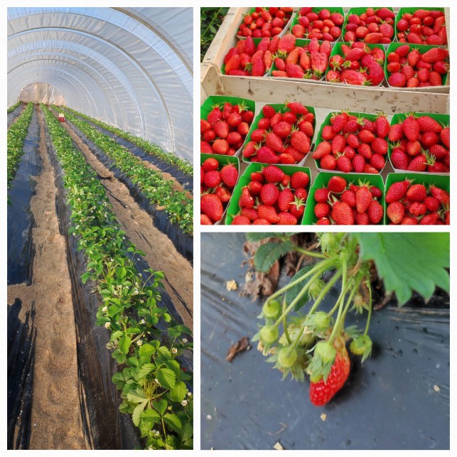 Fraise  maison - la barquette 250 g