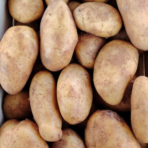 Pomme de terre nouvelle...