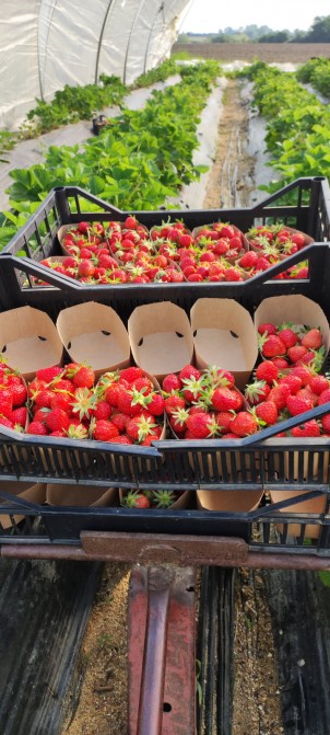 Fraise  maison - la barquette 250 g