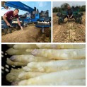Asperge bio blanche - 250g