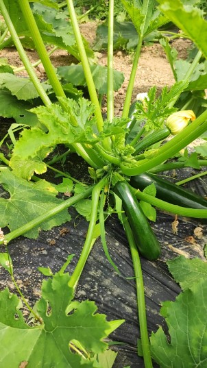 Courgette verte - Par unité