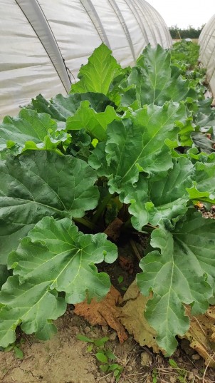 Rhubarbe - 250g