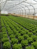 Salade Batavia - Lot de 3