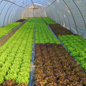 Salade Feuille de chêne verte - Lot de 3