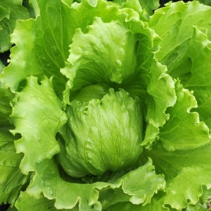 Salade Laitue iceberg - Par...