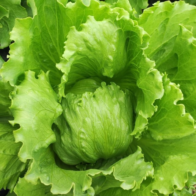 Salade Laitue iceberg - Par unité