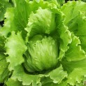 Salade Laitue iceberg - Par unité