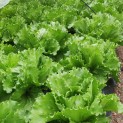 Salade Laitue iceberg - Lot de 3