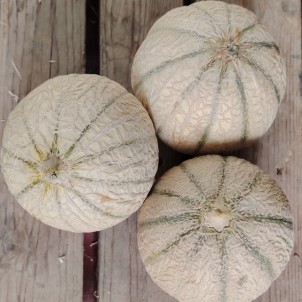 Melon petite taille - Lot de 3