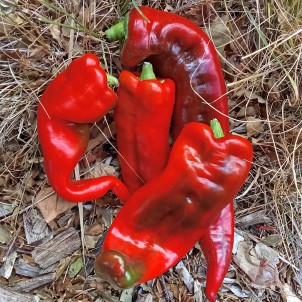 Poivron rouge "forme...