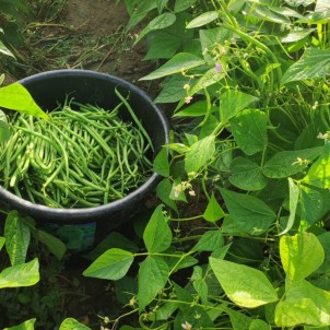 Haricots verts maison - 250g