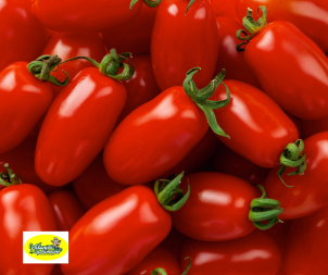 Tomates andine cornue