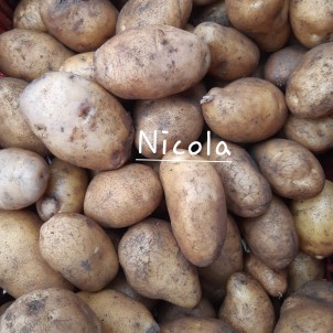 Pomme de terre "Nicola" - 2 kg