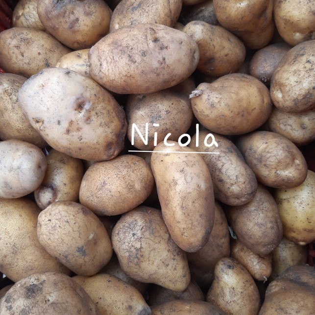 Pomme de terre "Nicola" - 2 kg