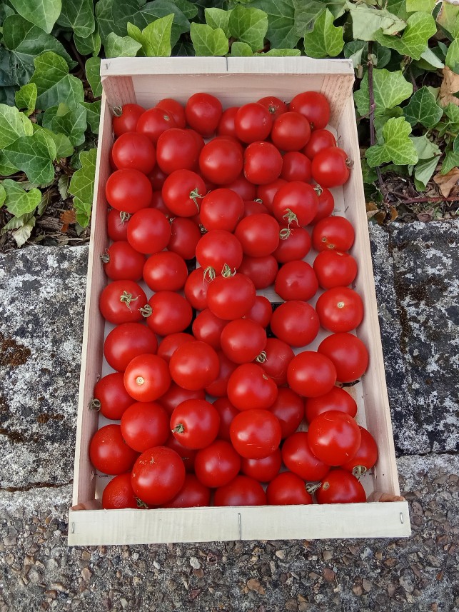 Tomates pour sauce - Caisse 5kg