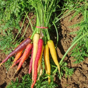 Carottes Botte Couleurs