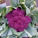Chou fleur de couleur - Par unité