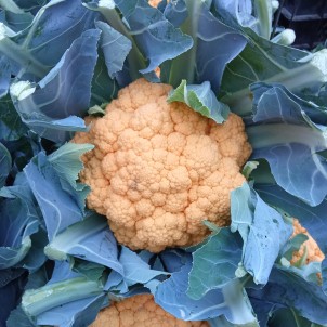 Chou fleur de couleur - Par unité