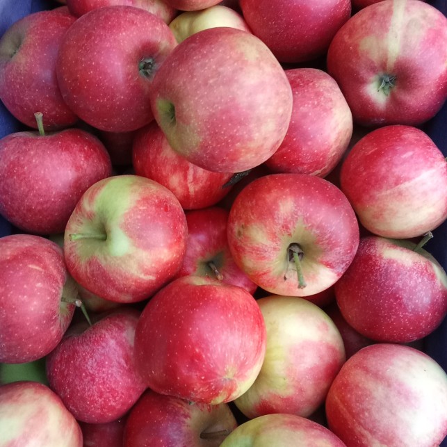 Pomme Elstar - par unité