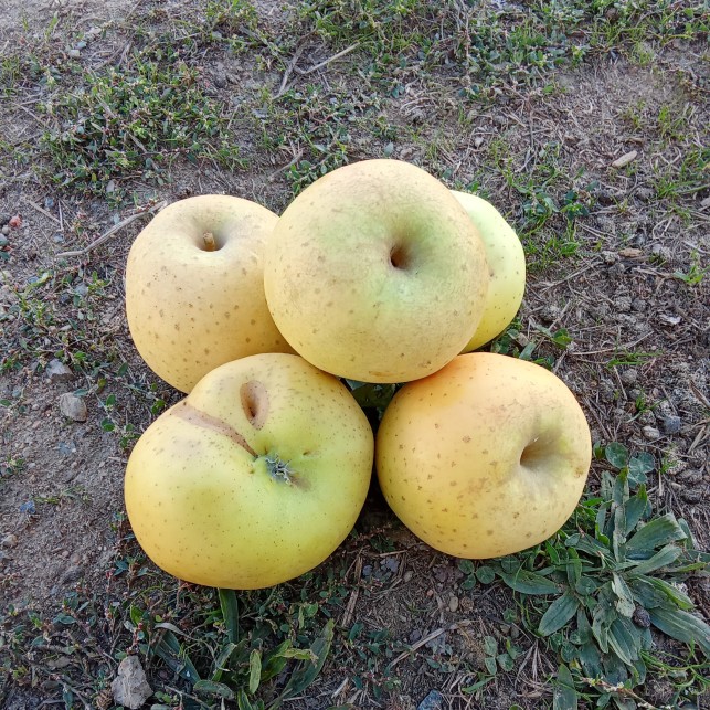 Pomme Belchard - par unité